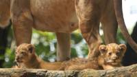 Baha dan Gia, Dua Anak Singa Lahir di Kebun Binatang Bandung